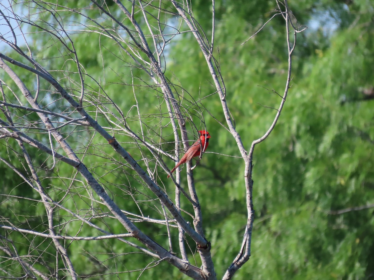 Northern Cardinal - ML637730349