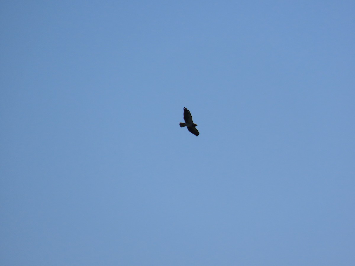 Swainson's Hawk - ML637730354