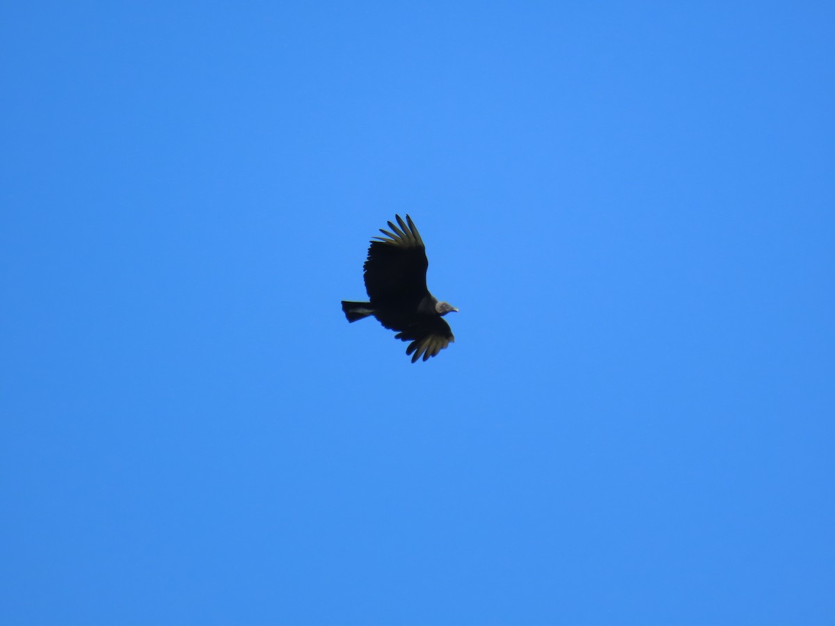 Black Vulture - ML637730359