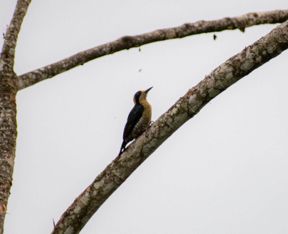 Golden-naped Woodpecker - ML637730361