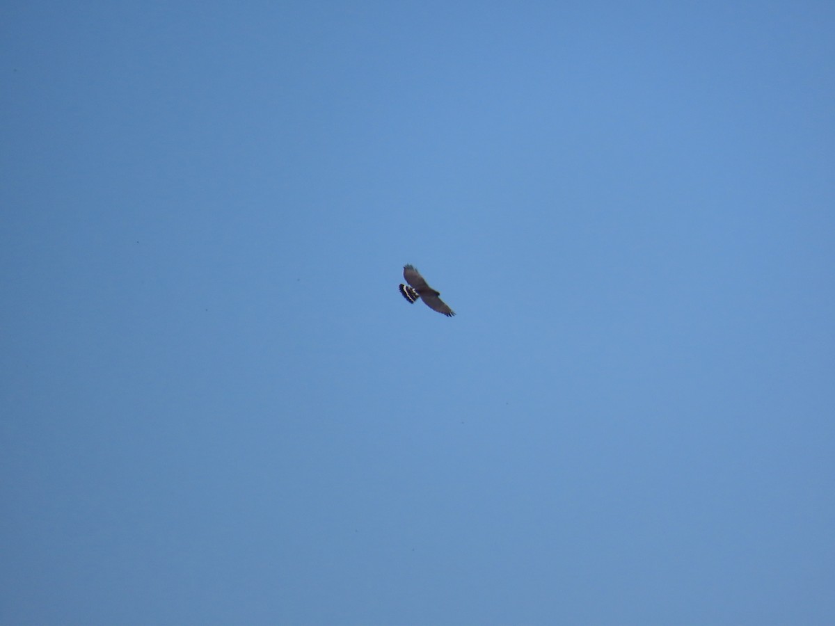 Gray Hawk - ML637730362