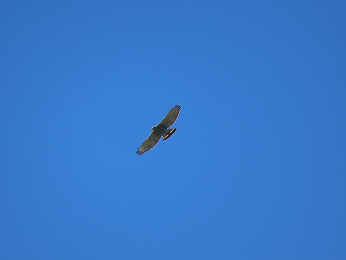 Gray Hawk - ML637730363