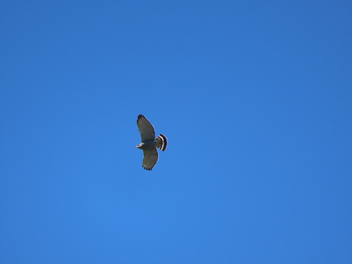 Gray Hawk - ML637730364