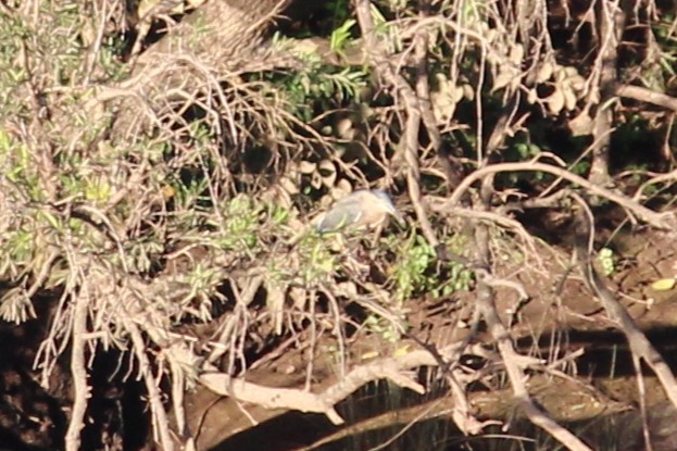 ササゴイ - ML637730366