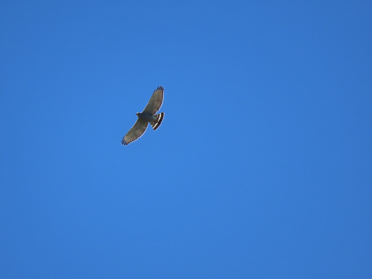 Gray Hawk - ML637730369