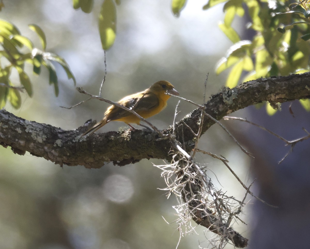 Summer Tanager - ML637730393