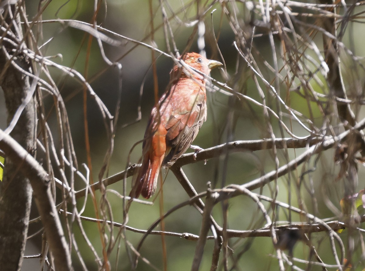 Summer Tanager - ML637730398