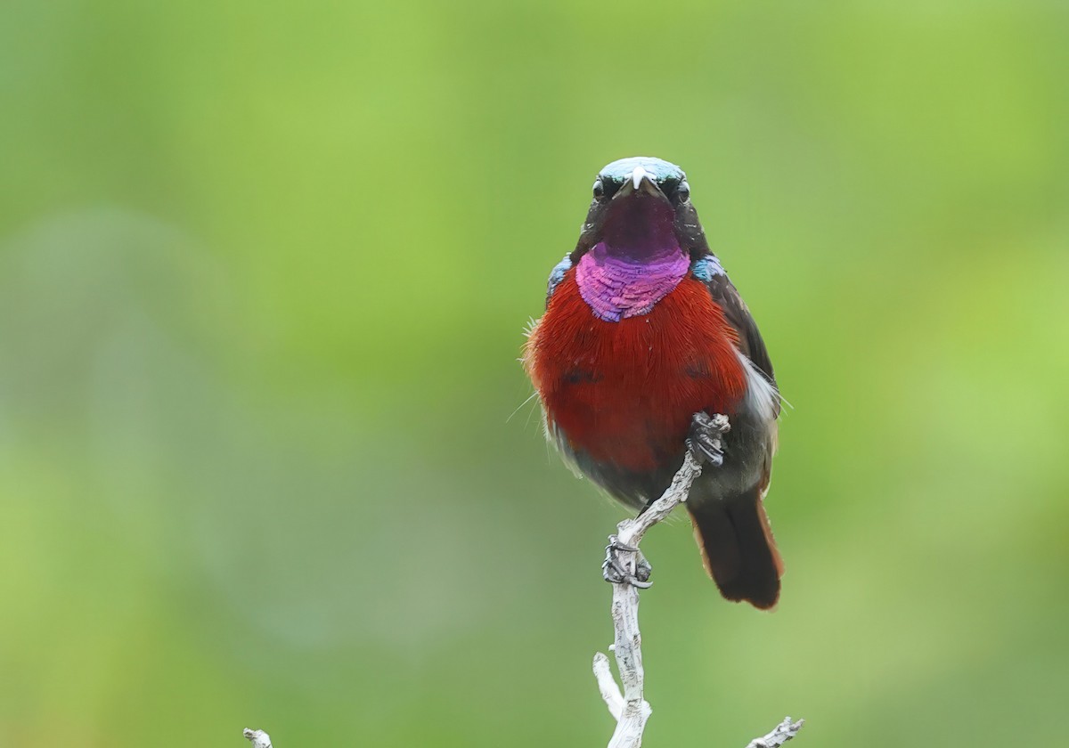 Van Hasselt's Sunbird - ML637730417