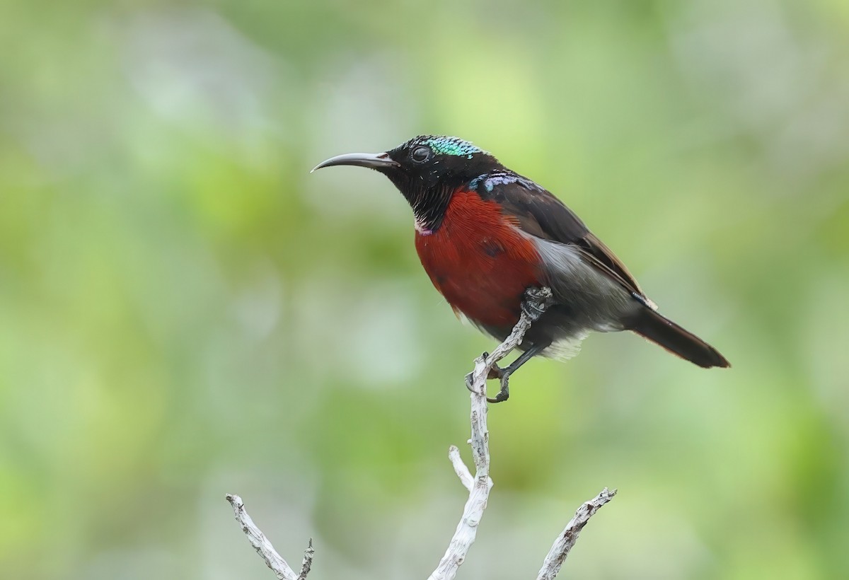 Van Hasselt's Sunbird - ML637730419