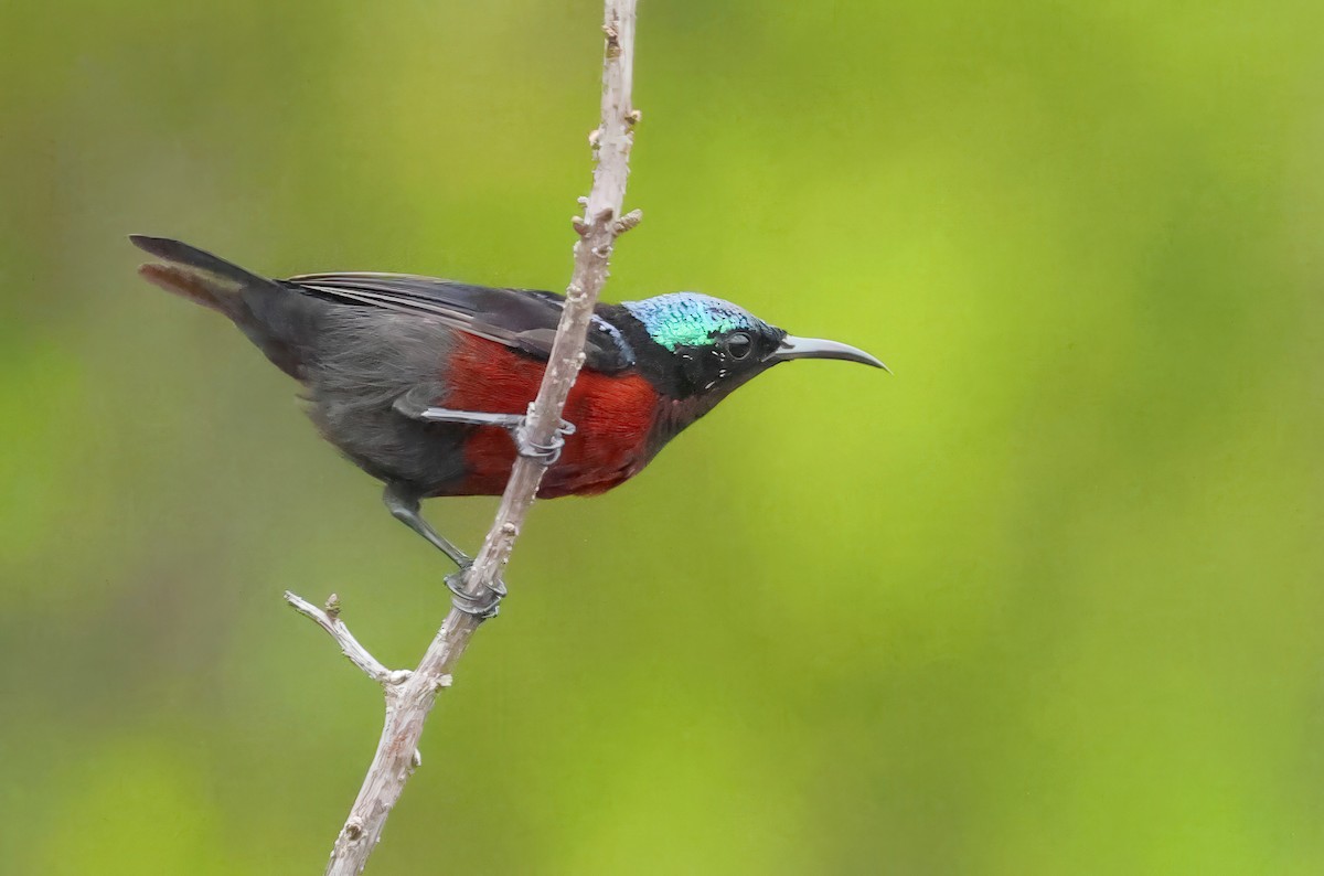 Van Hasselt's Sunbird - ML637730420