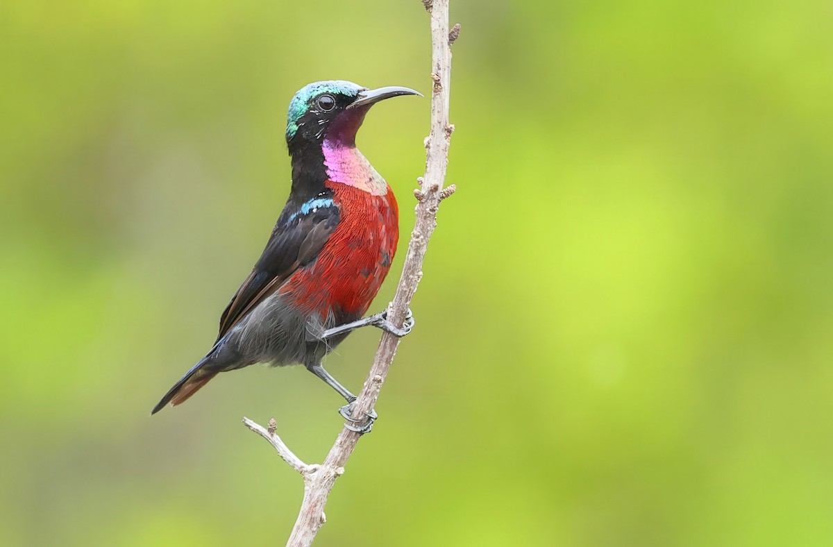 Van Hasselt's Sunbird - ML637730422