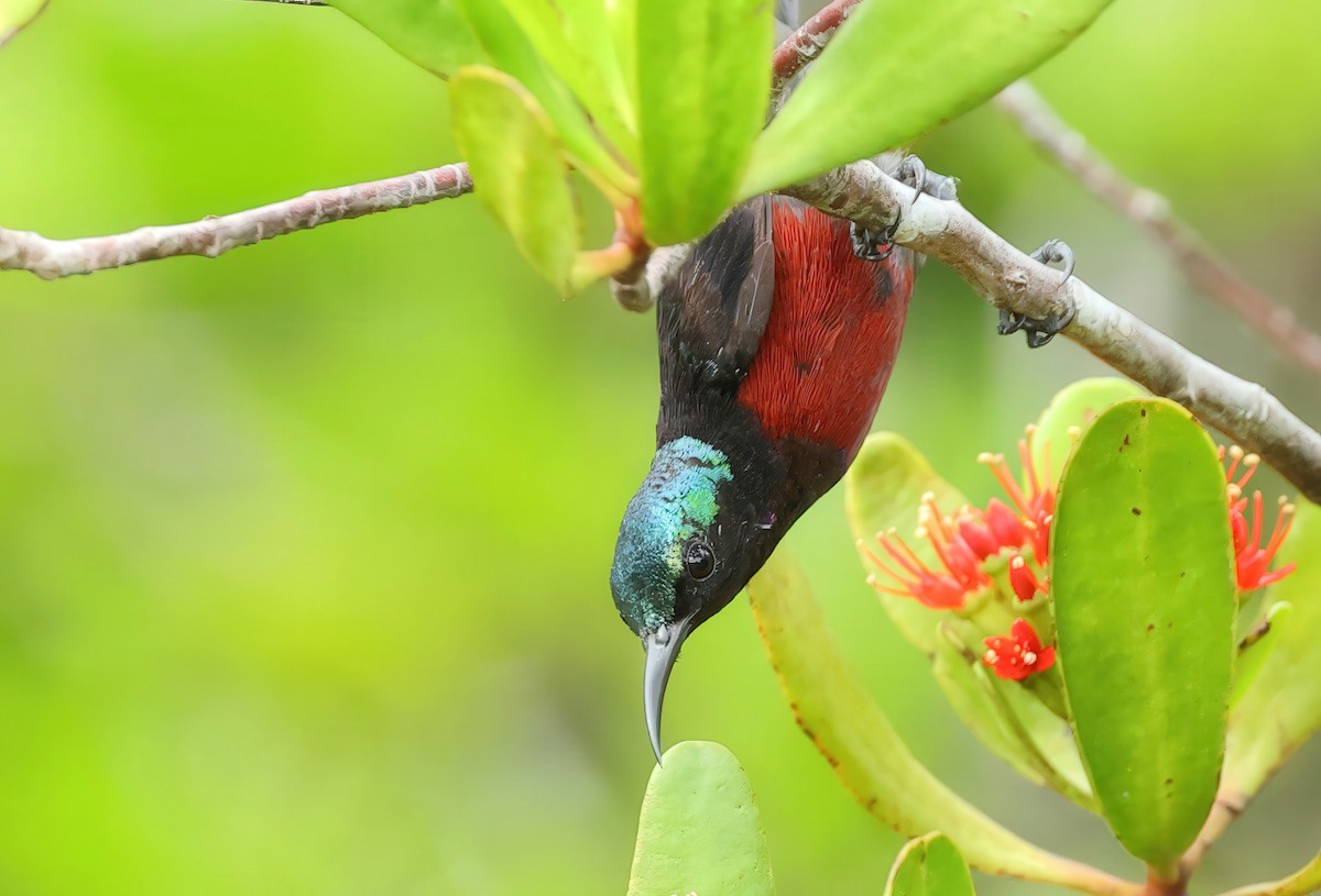 Van Hasselt's Sunbird - ML637730423