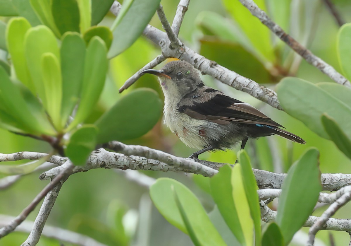 Van Hasselt's Sunbird - ML637730424