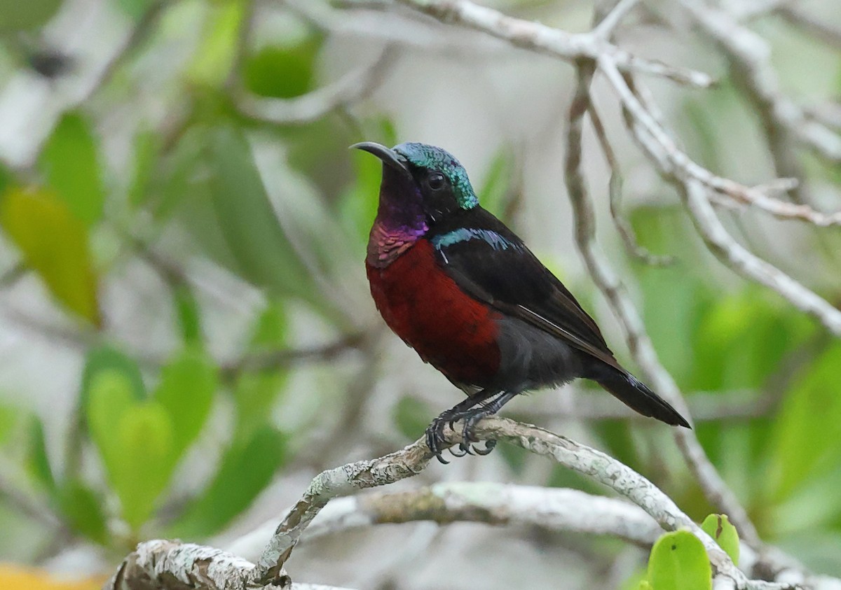 Van Hasselt's Sunbird - ML637730426