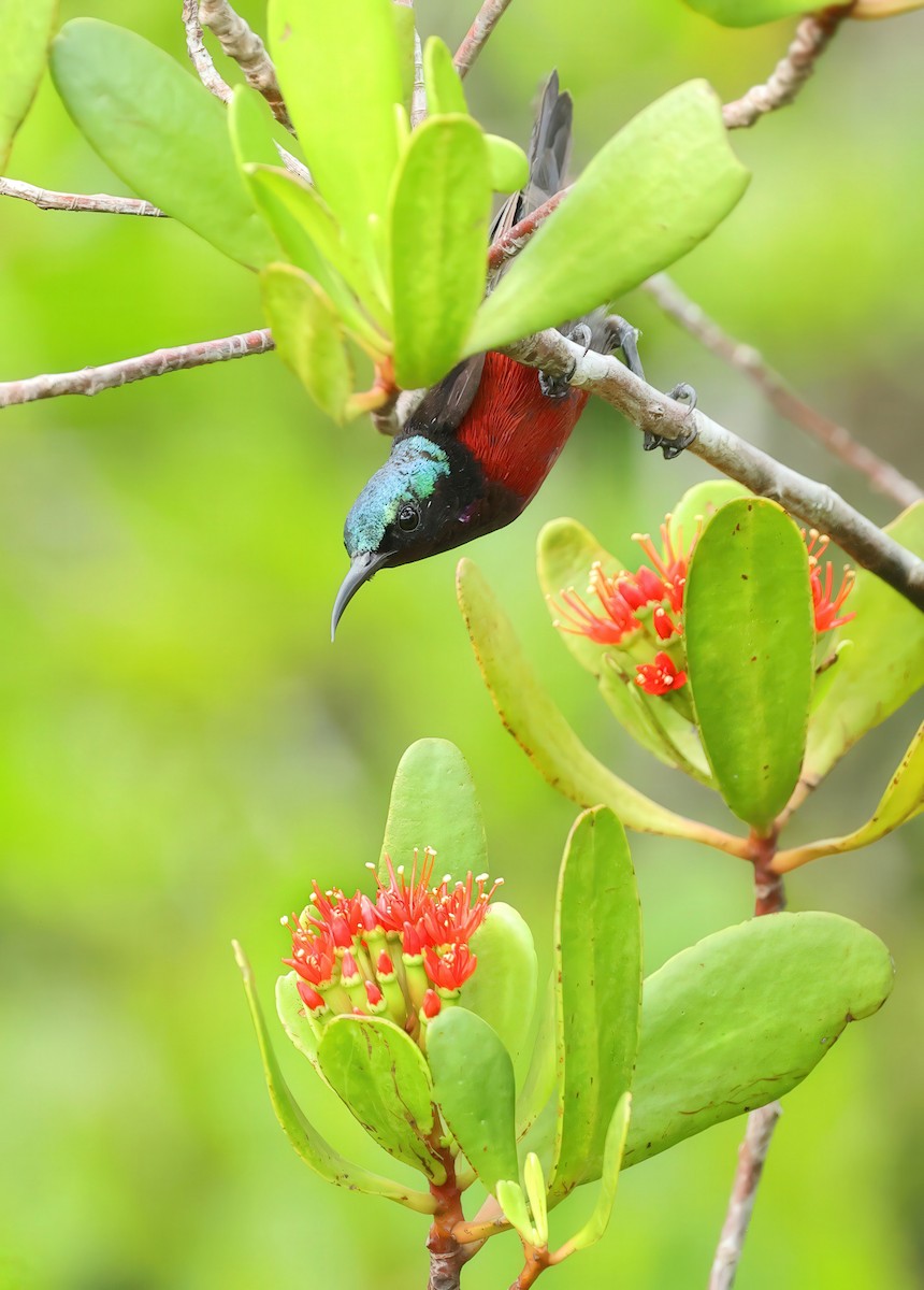 Van Hasselt's Sunbird - ML637730428