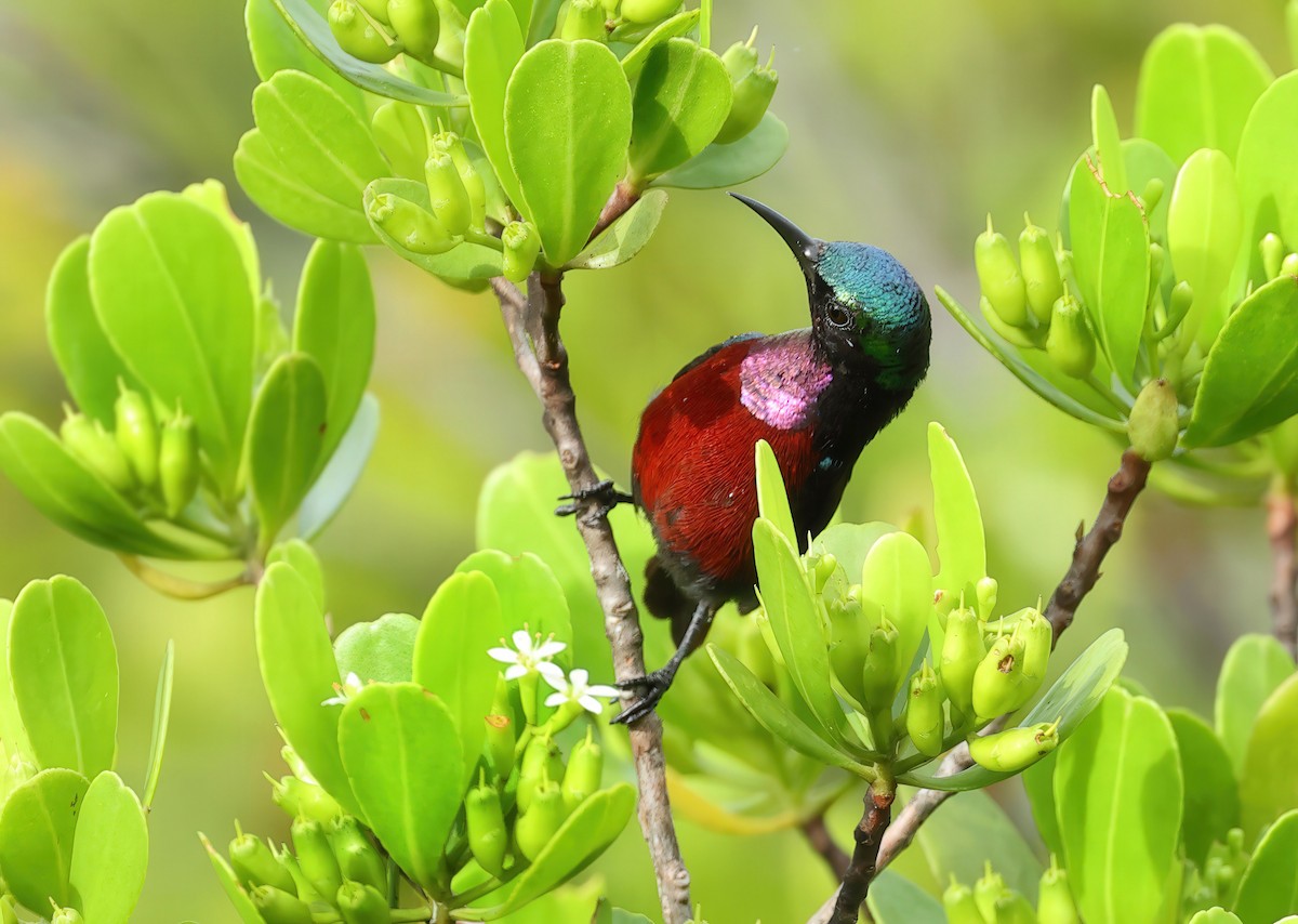 Van Hasselt's Sunbird - ML637730429
