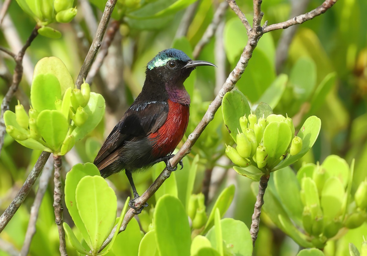 Van Hasselt's Sunbird - ML637730430