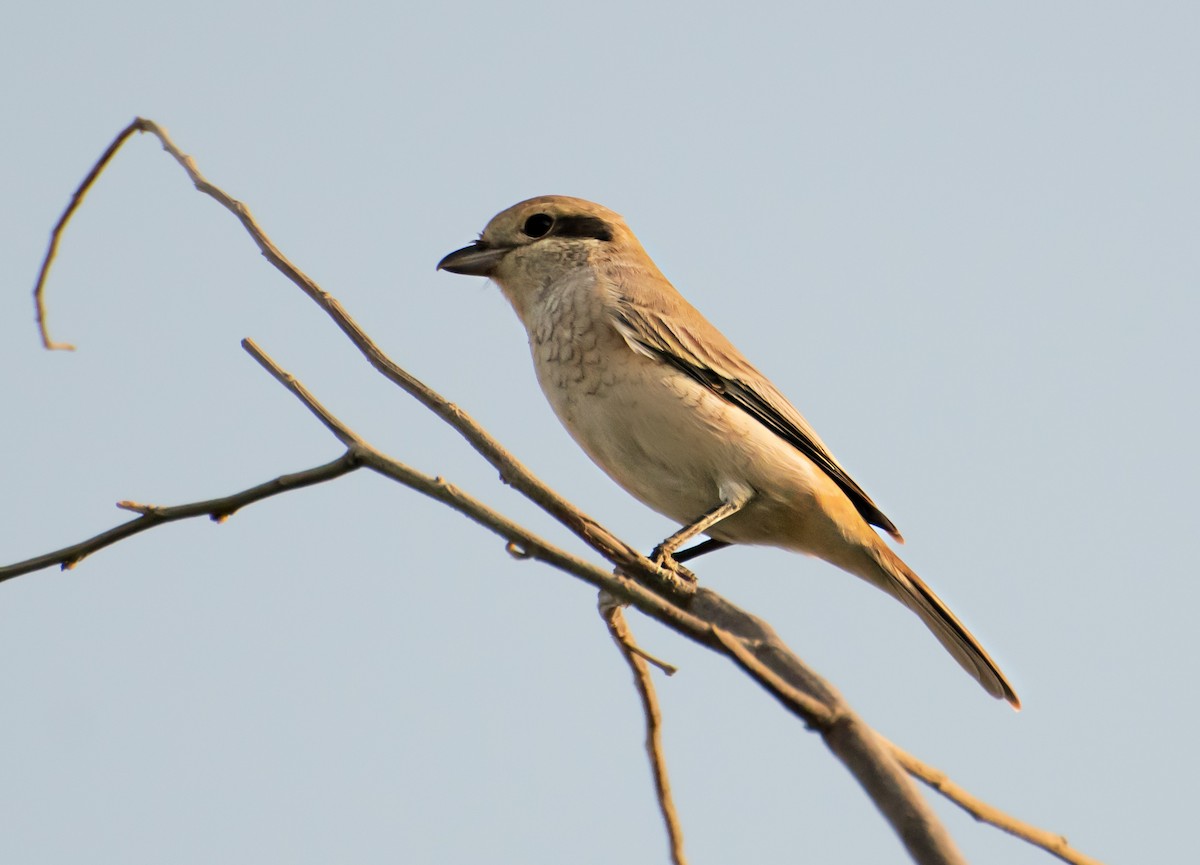 Isabelline Shrike - ML637730440
