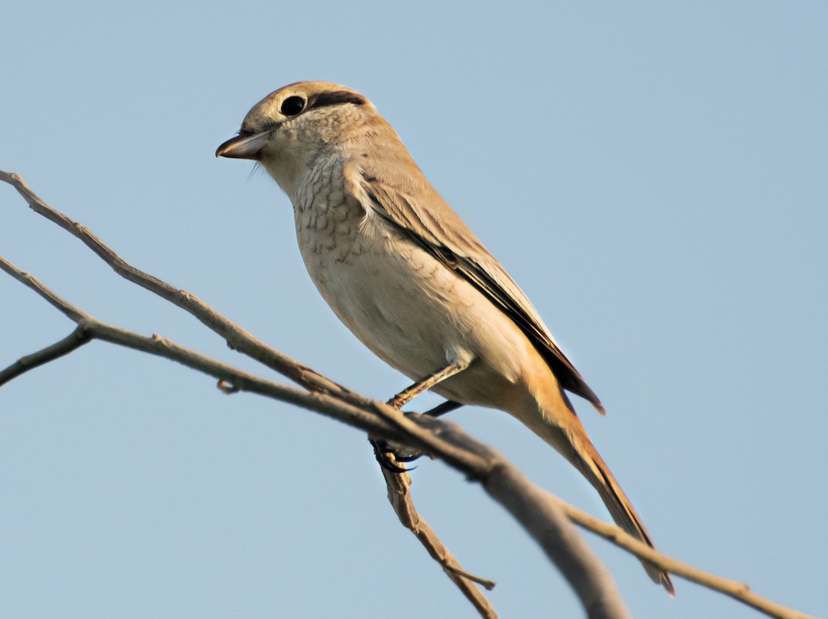 Isabelline Shrike - ML637730441