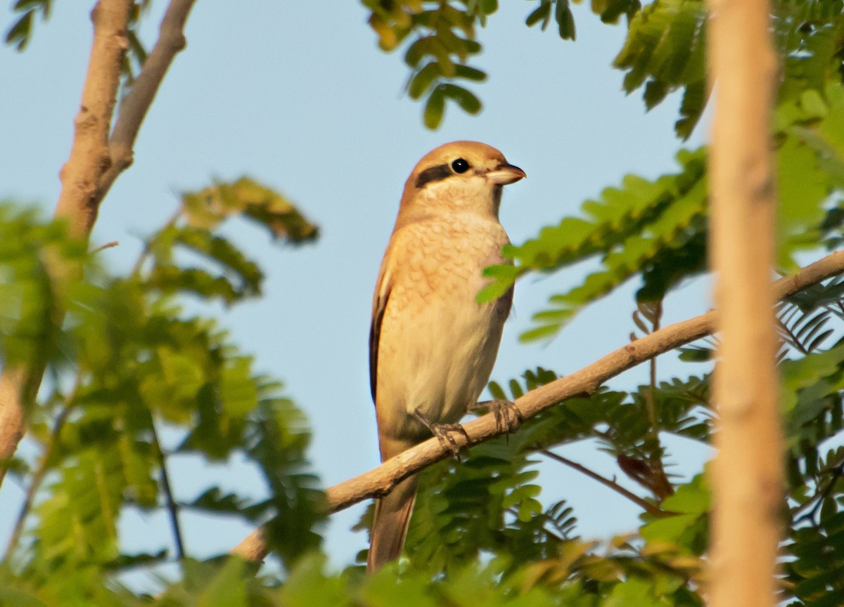 Isabelline Shrike - ML637730442