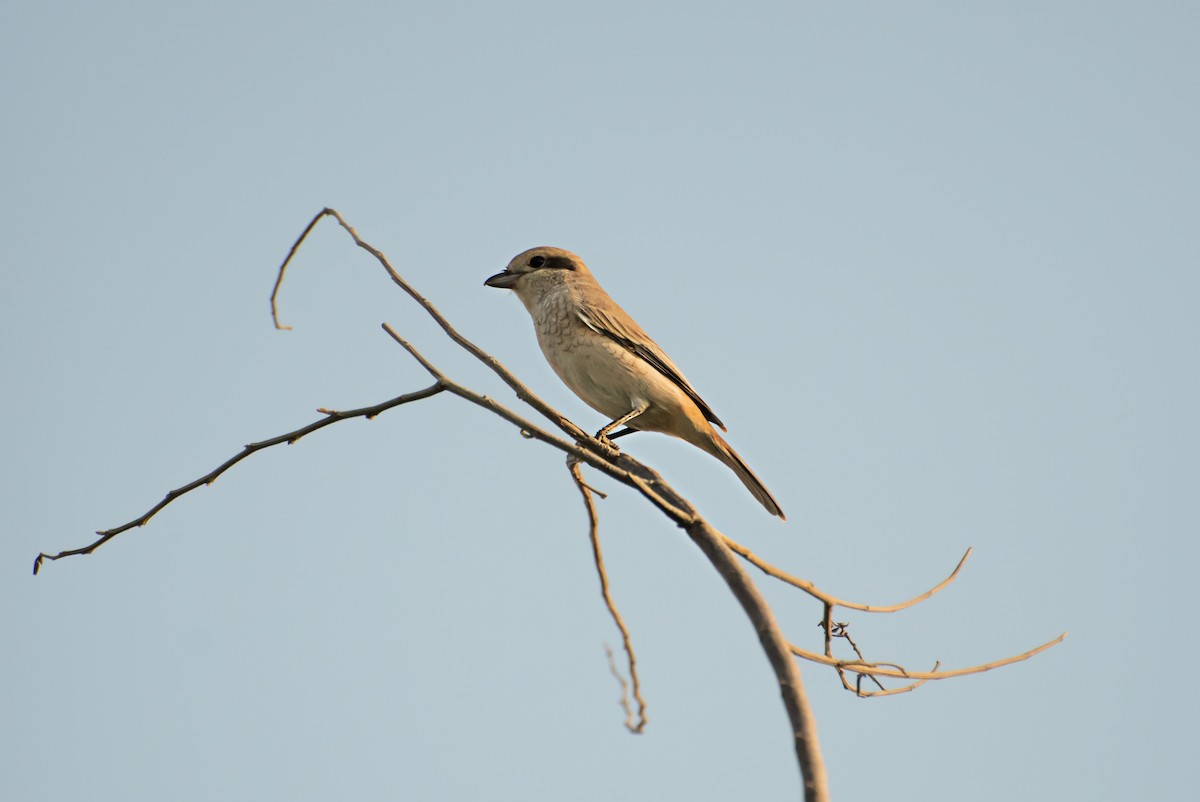 Isabelline Shrike - ML637730443