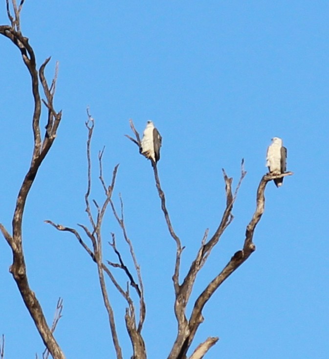 シロハラウミワシ - ML637730444