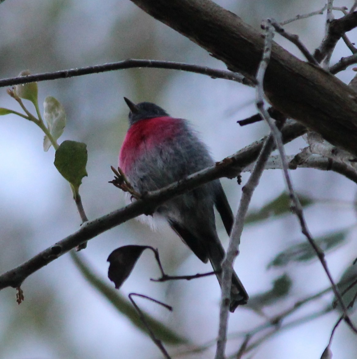 ハイイロサンショクヒタキ - ML637730482