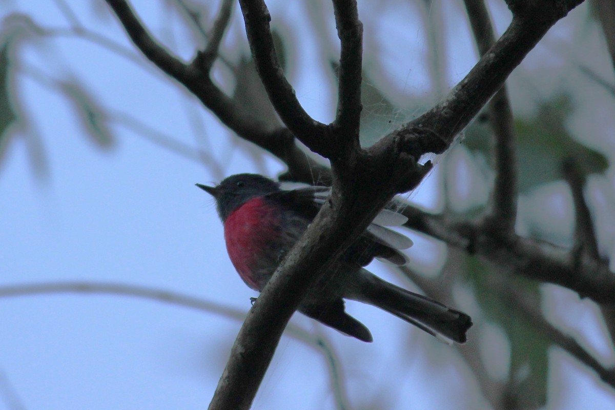 ハイイロサンショクヒタキ - ML637730483