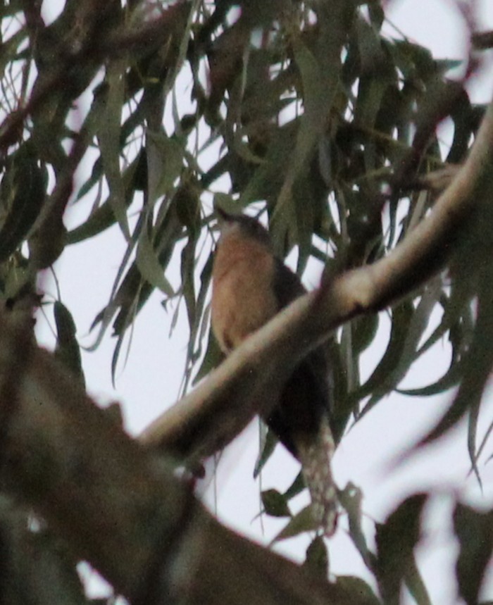 ウチワヒメカッコウ - ML637730486