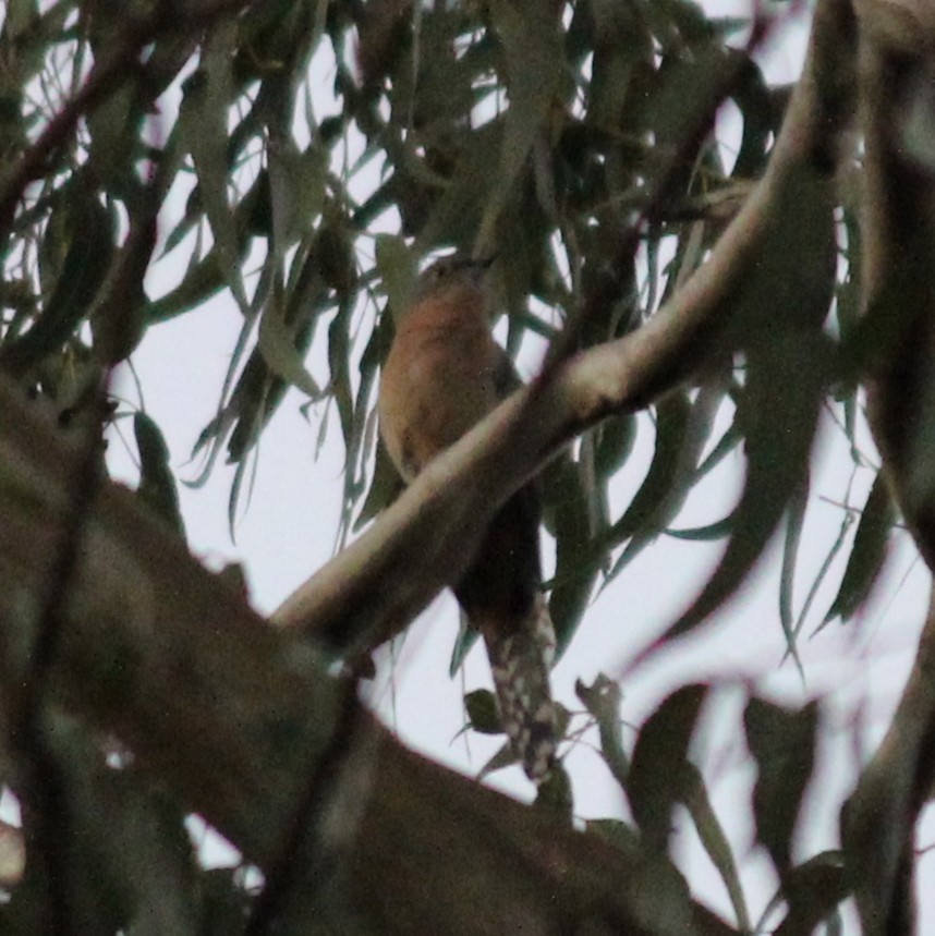 ウチワヒメカッコウ - ML637730501