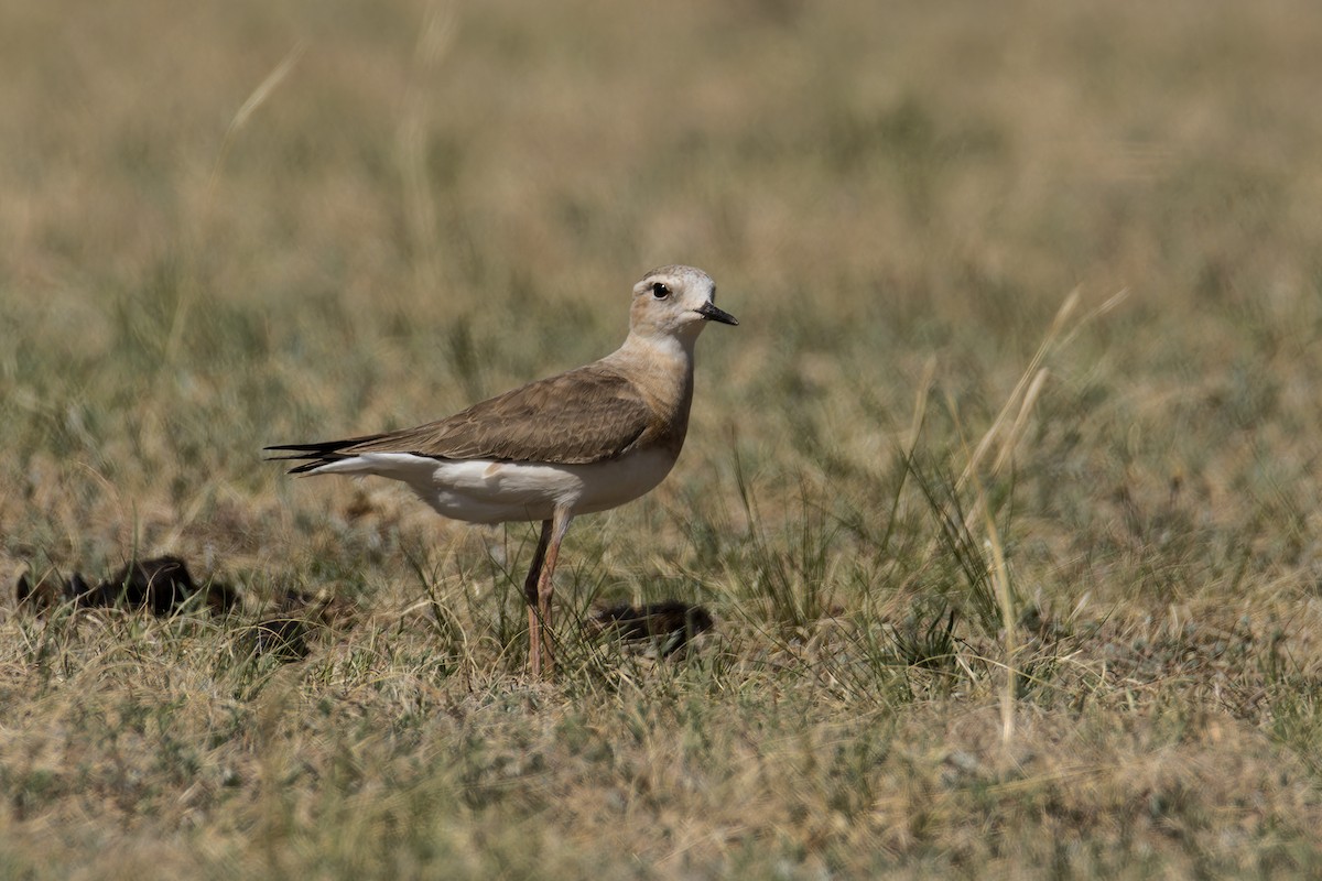 Oriental Plover - ML637730515