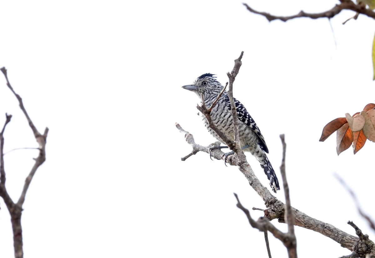 Barred Antshrike - ML637730525