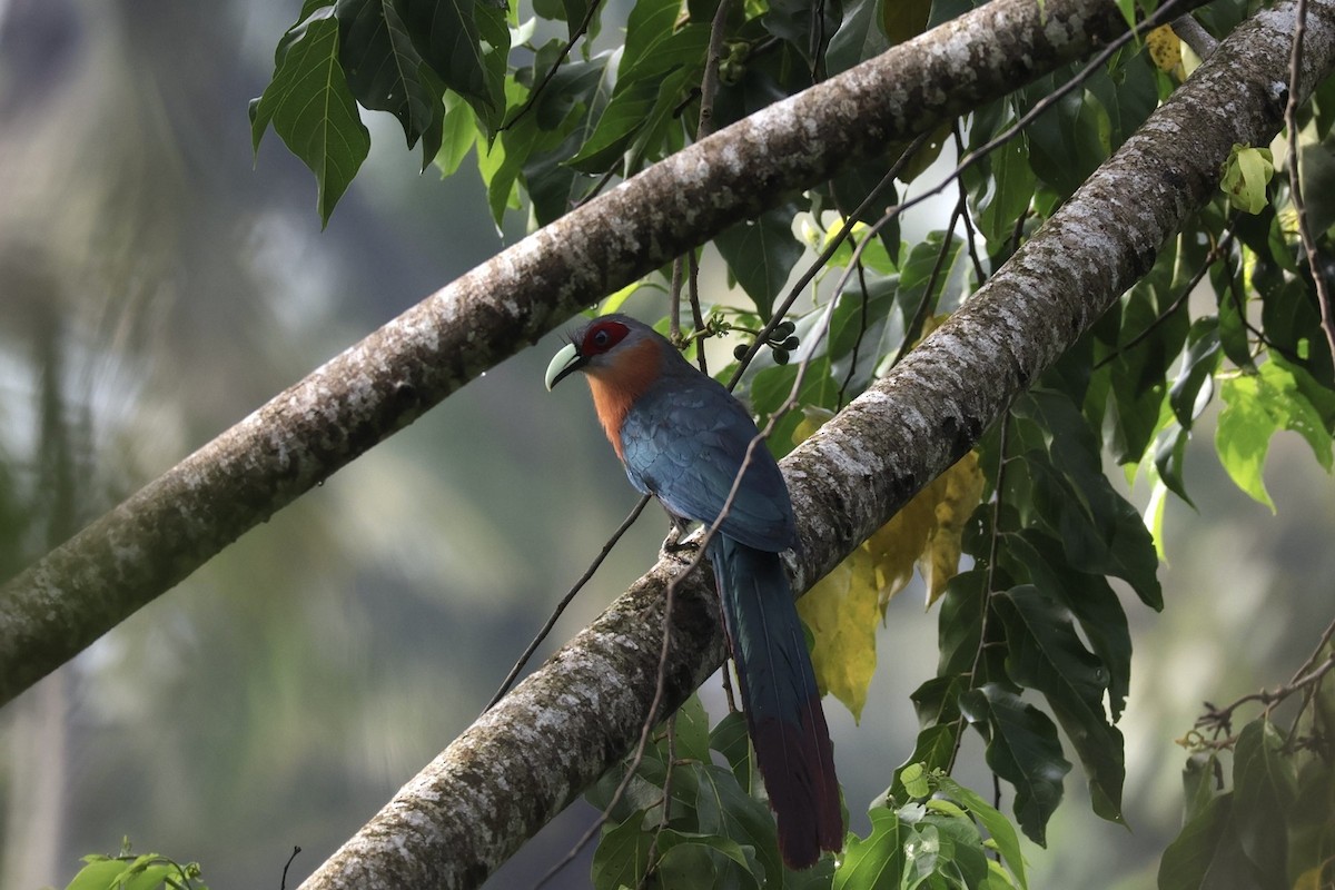 Chestnut-breasted Malkoha - ML637730560