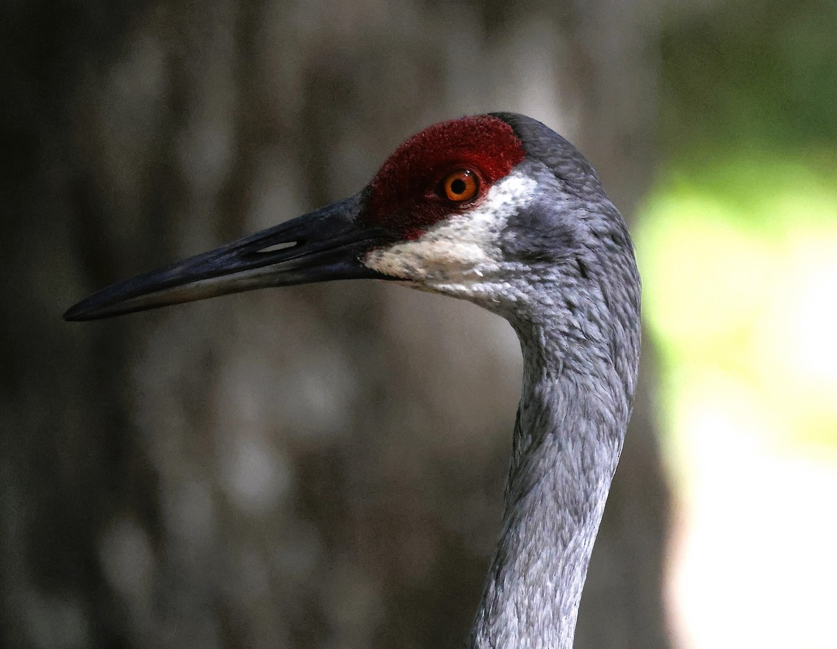 Sandhill Crane - ML637730576