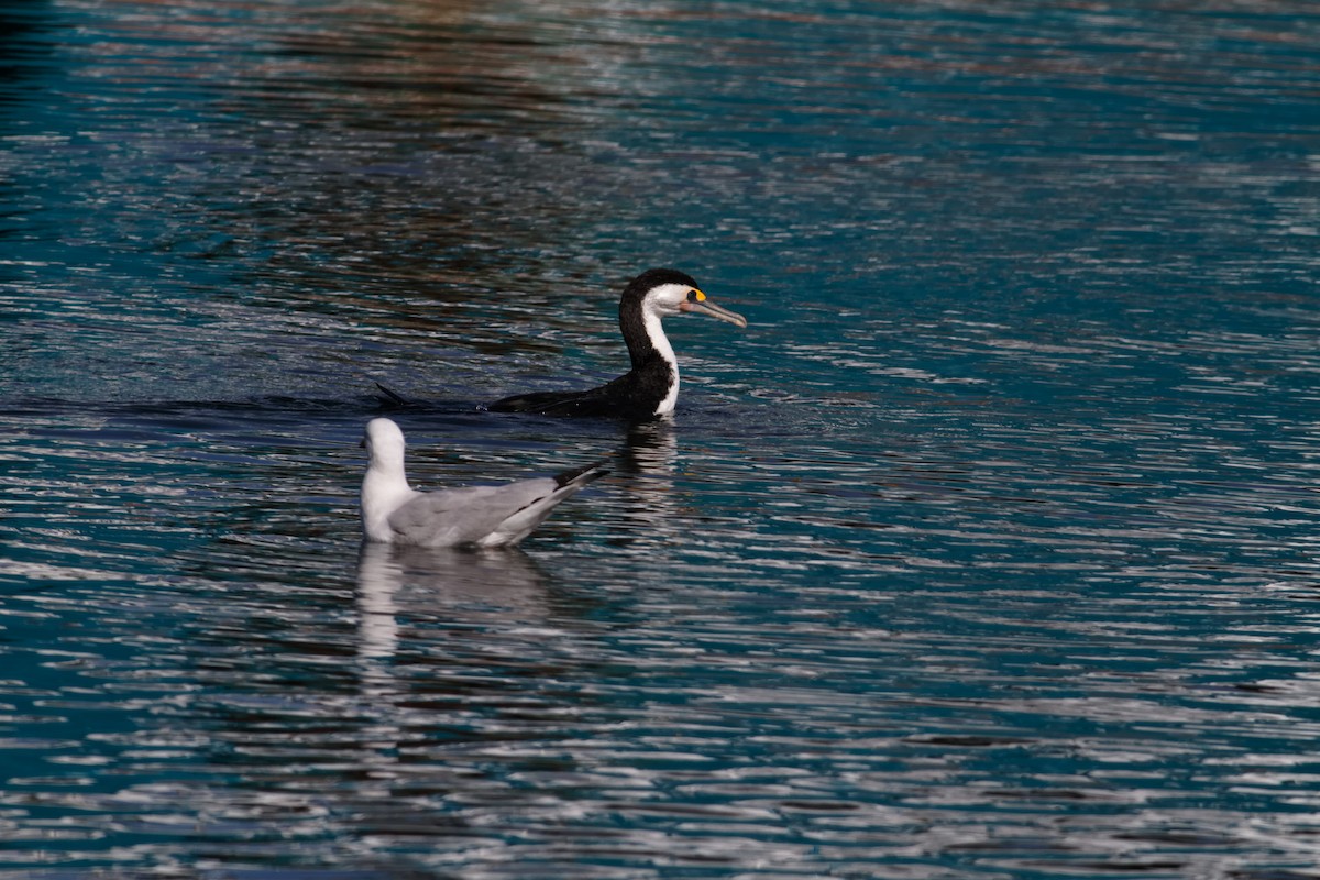 Pied Cormorant - ML637730598