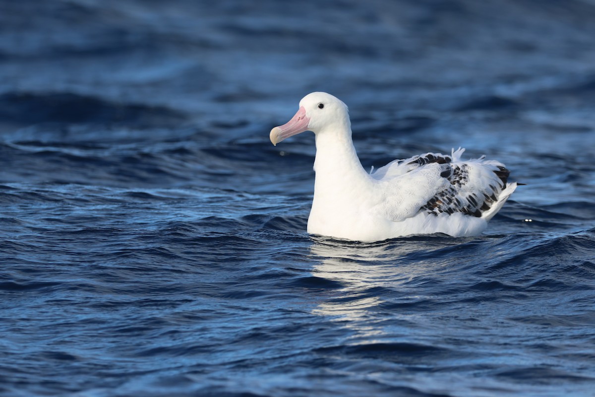 Snowy Albatross - ML637730600