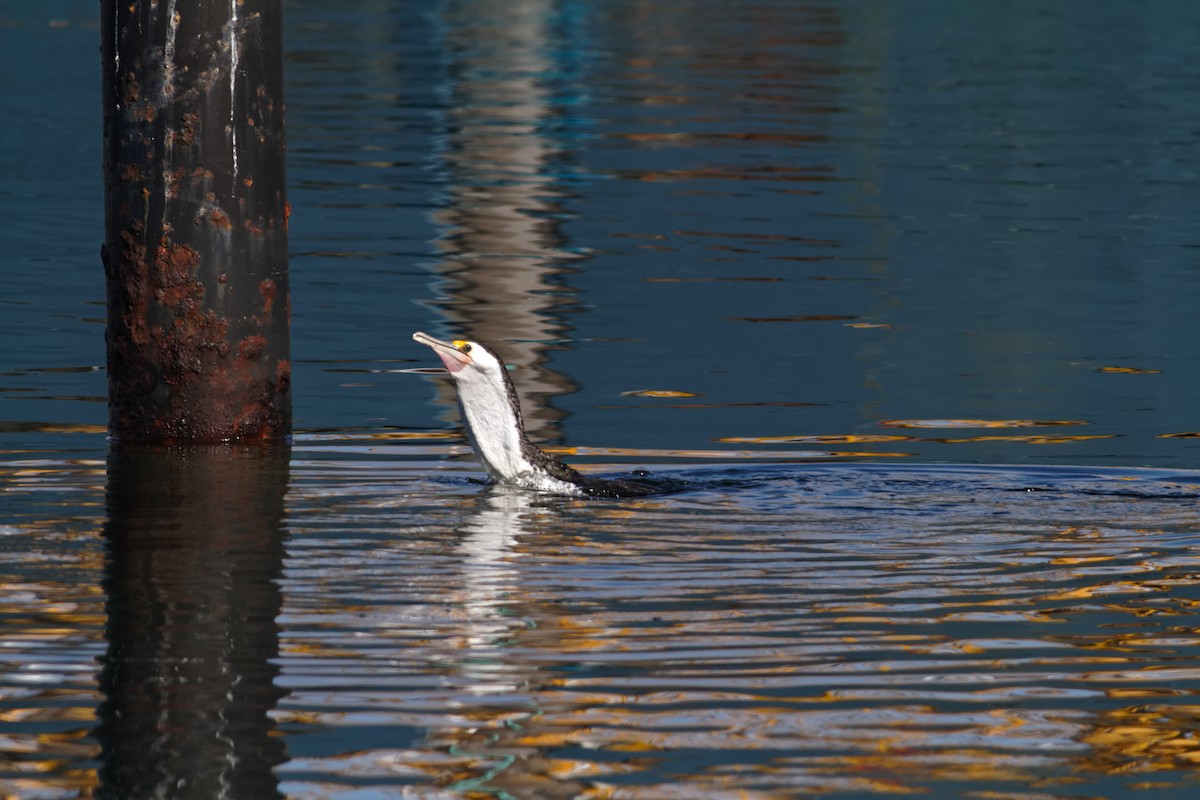 Pied Cormorant - ML637730601