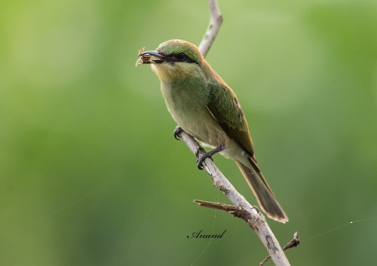 Asian Green Bee-eater - ML637730602