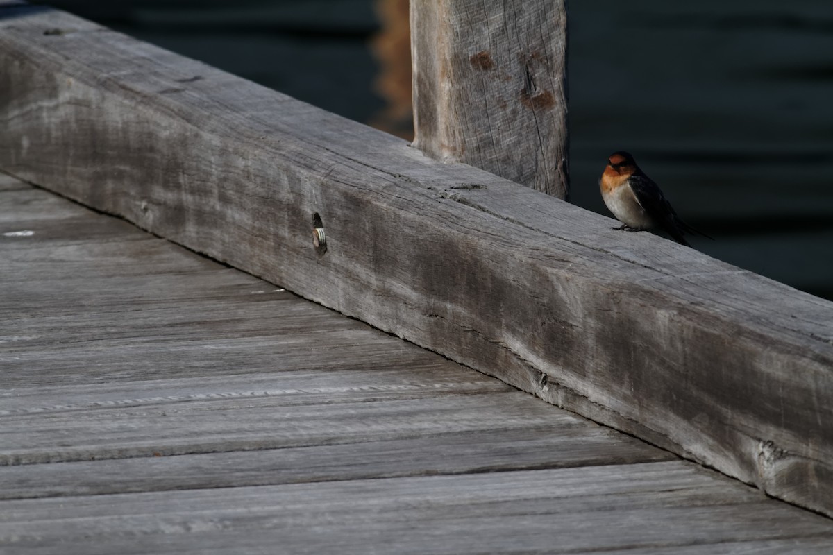 Welcome Swallow - ML637730611