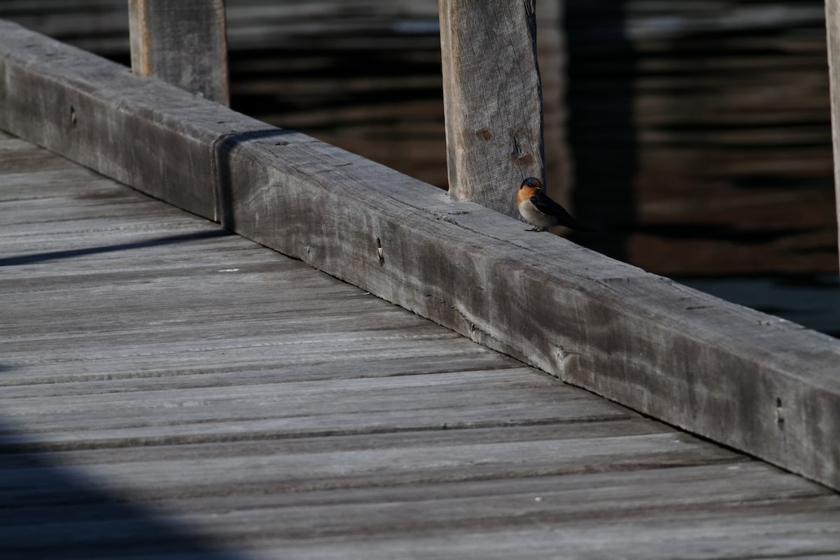 Welcome Swallow - ML637730612