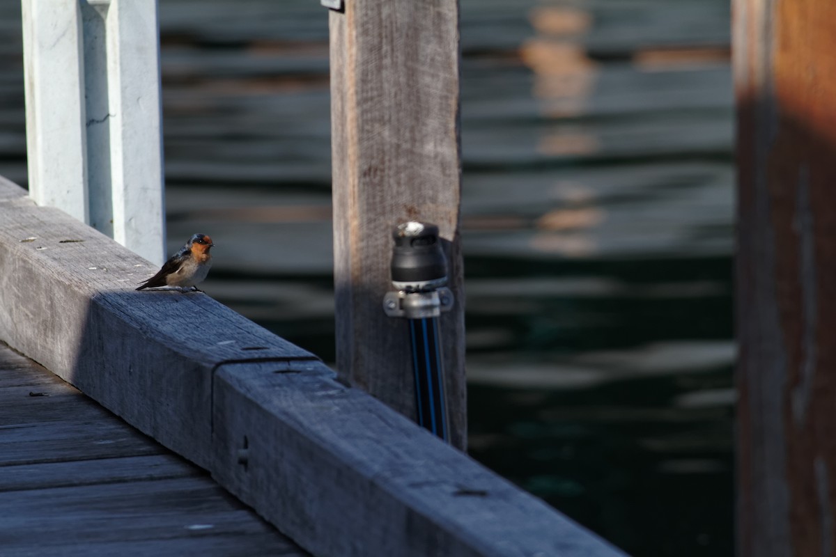 Welcome Swallow - ML637730613