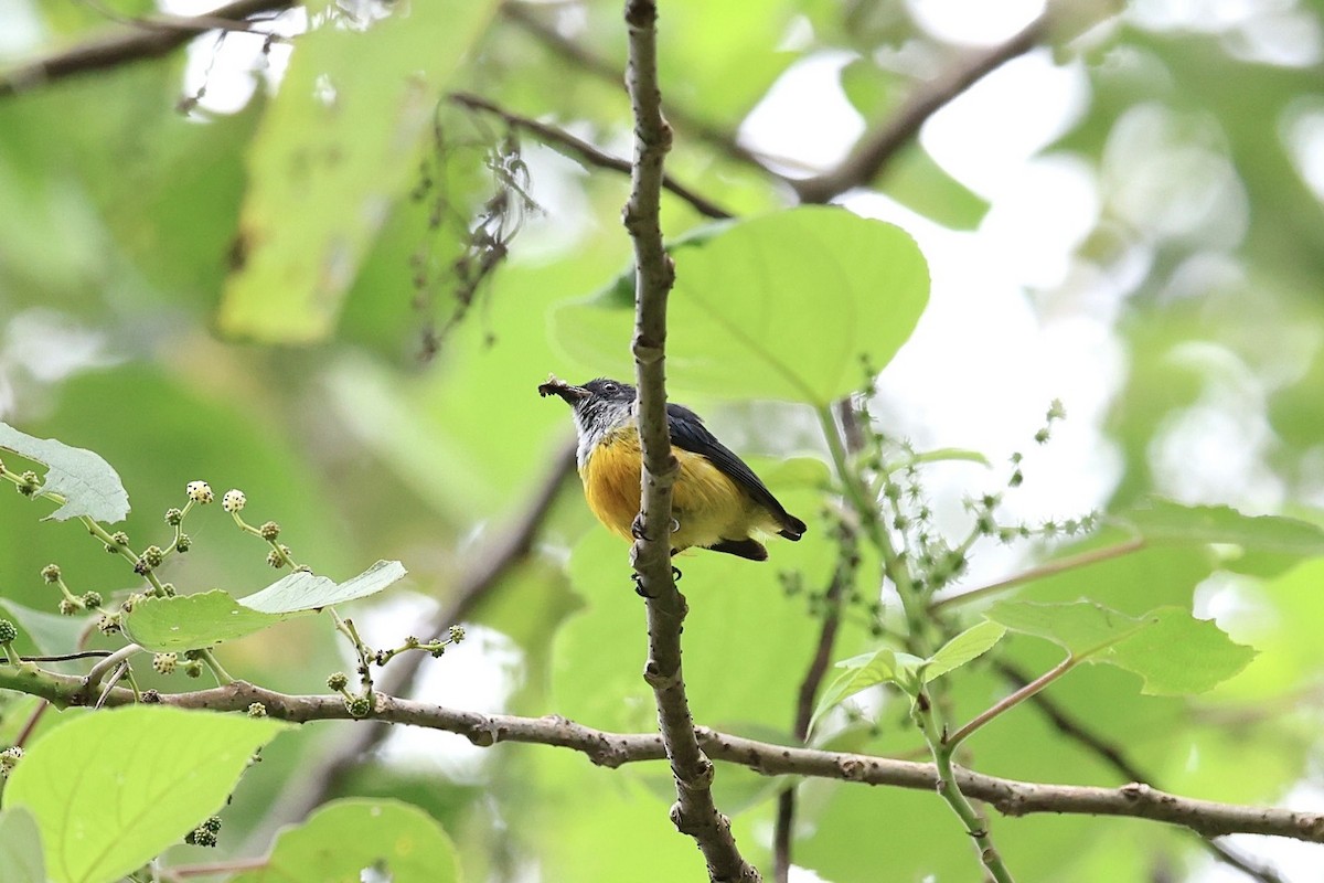 Orange-bellied Flowerpecker - ML637730615