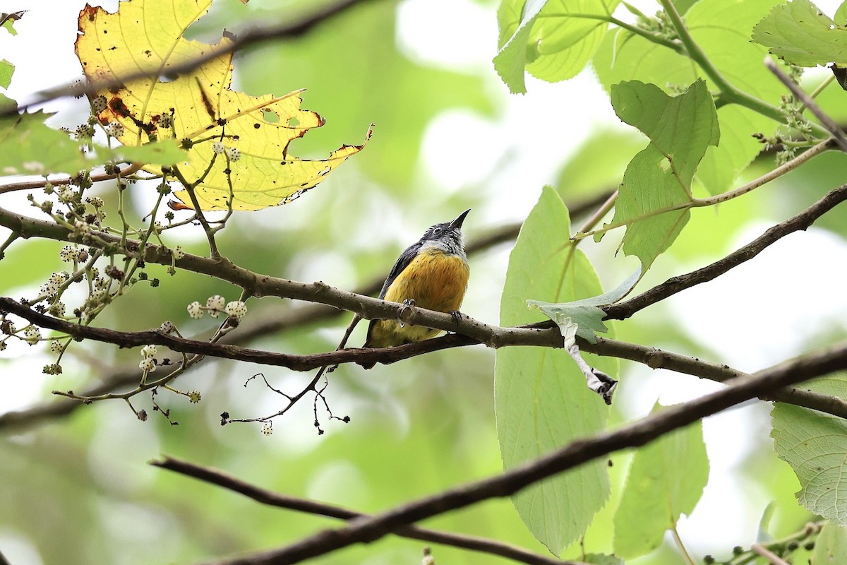 Orange-bellied Flowerpecker - ML637730616