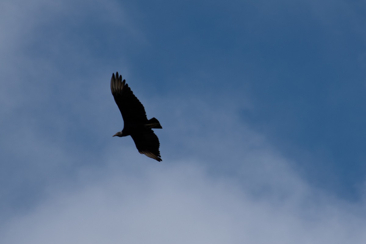 Black Vulture - ML637730617