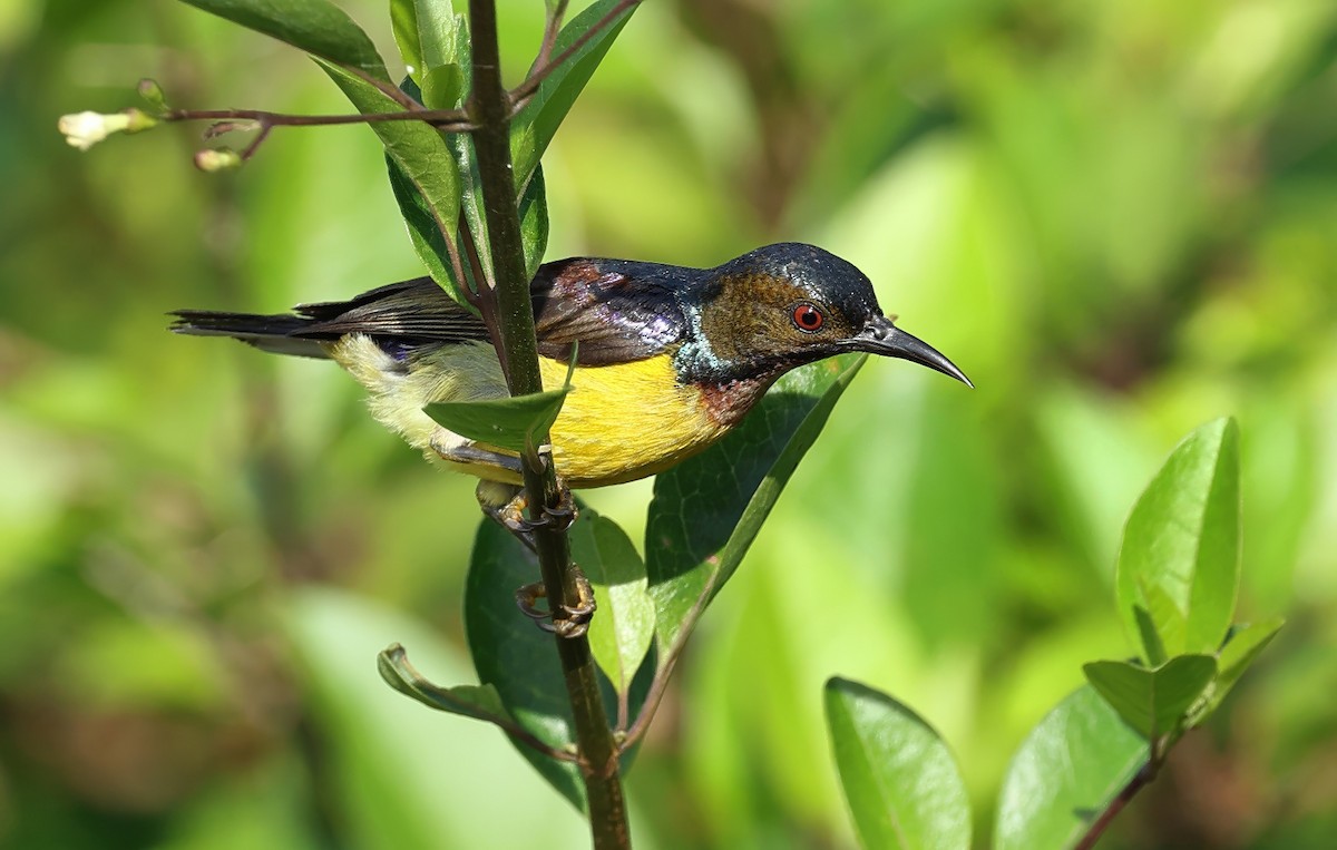 Brown-throated Sunbird - ML637730619