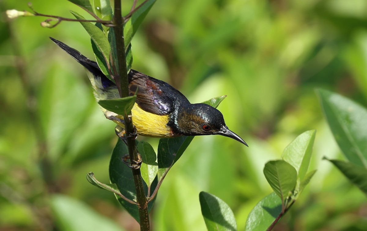 Brown-throated Sunbird - ML637730620