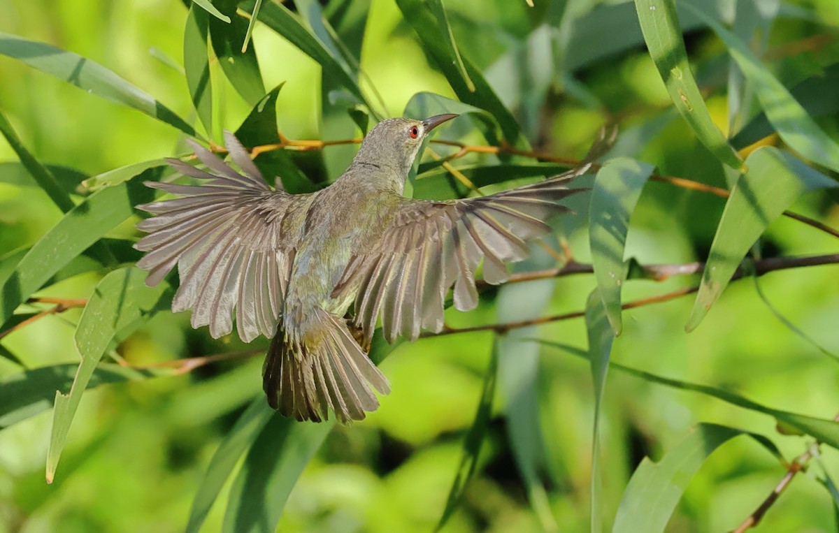 Brown-throated Sunbird - ML637730621