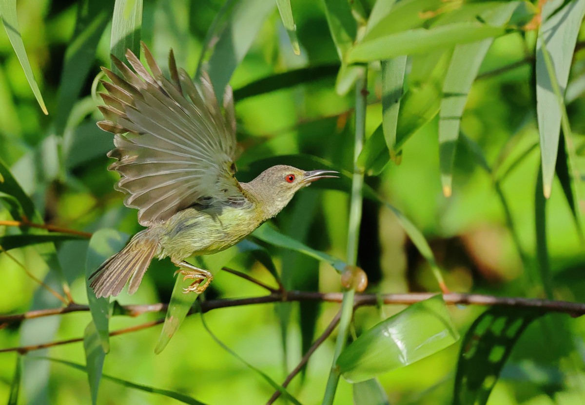 Brown-throated Sunbird - ML637730622