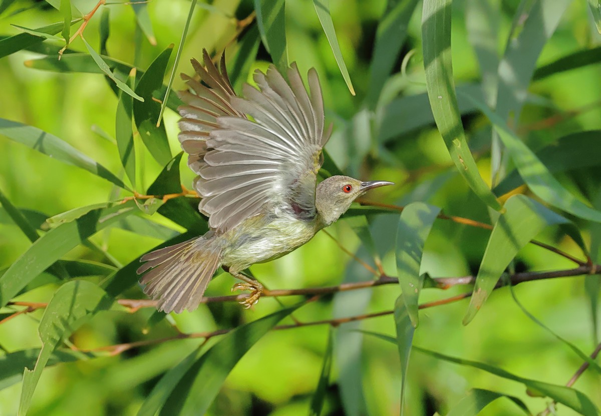 Brown-throated Sunbird - ML637730623