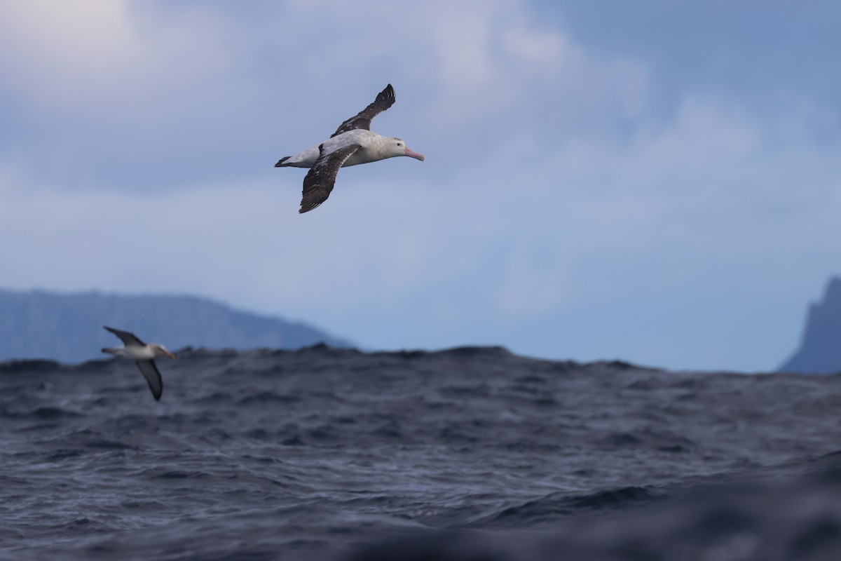 Antipodean Albatross (Gibson's) - ML637730625